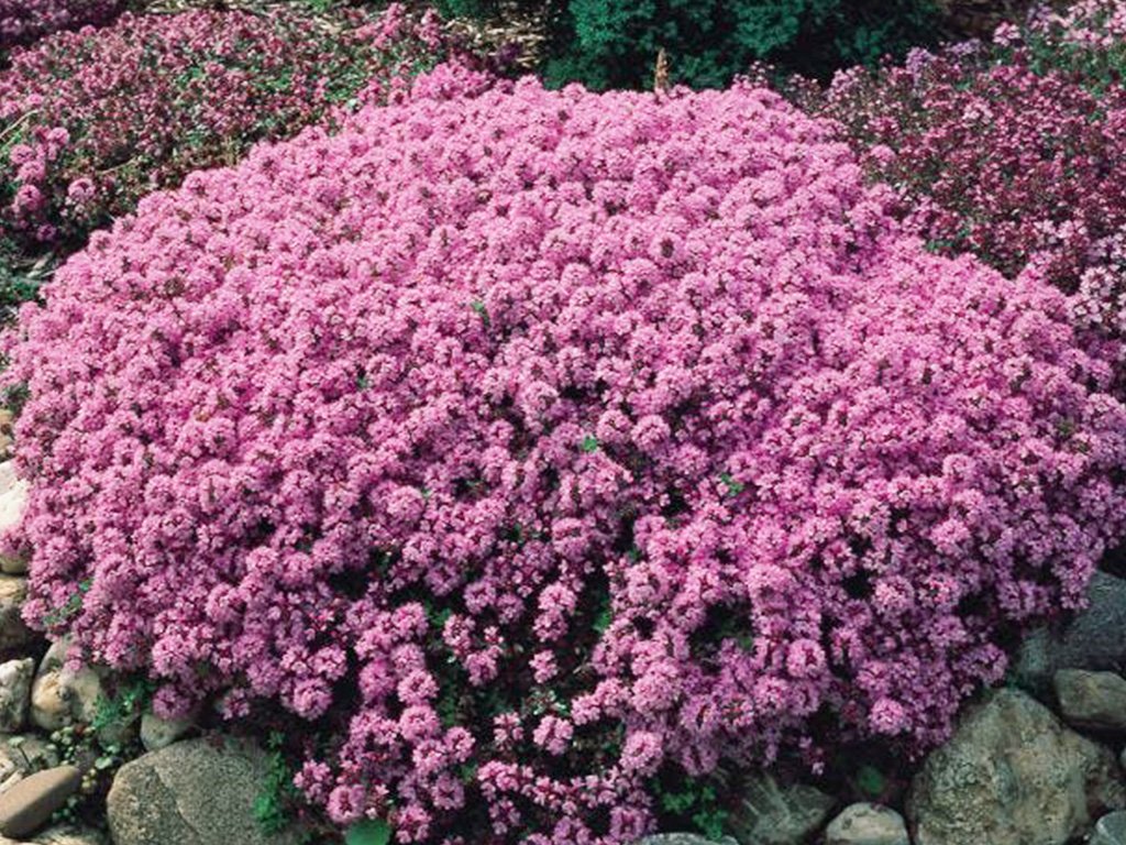 Dúška materina (Thymus serpyllum) 